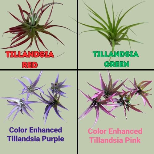 Funny Couple Air Plant Holder - Cheeky Anniversary Gift