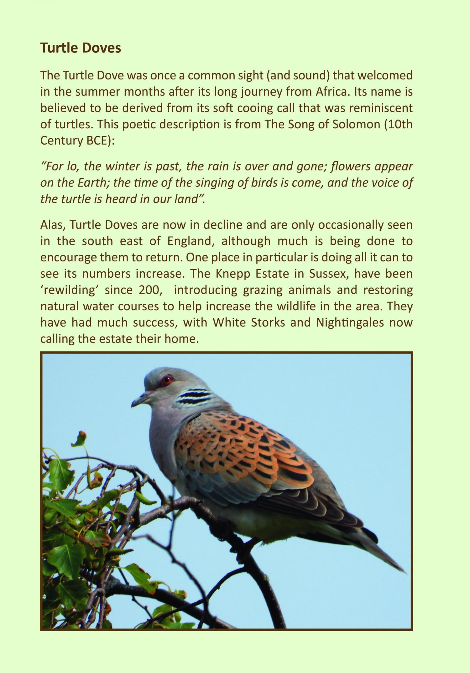 Country Wisdom and Folklore Diary/Datebook 2026