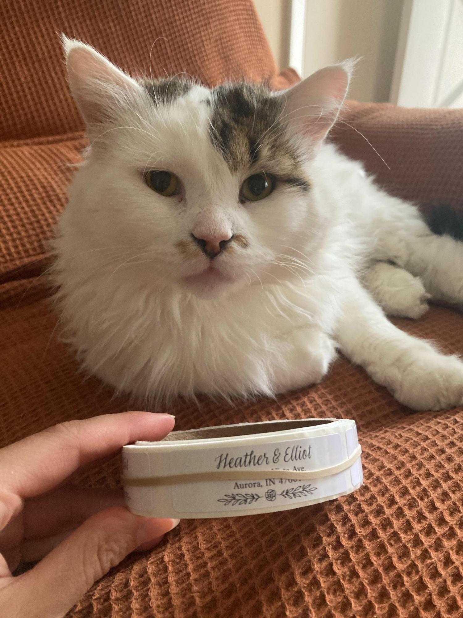 Address Label Stickers on a Roll, Personalized Return Address Labels for Wedding, Mail & Graduation